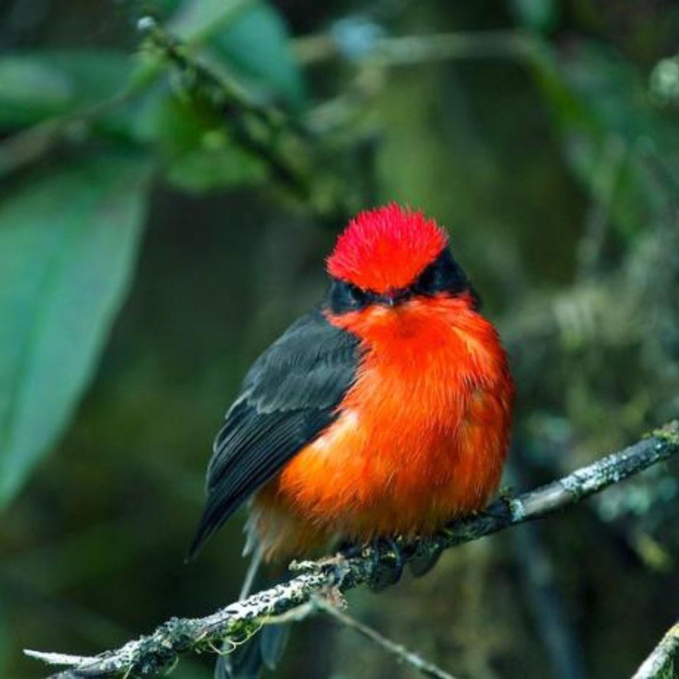 Spark Bird: Nick Belardes and the Vermilion Flycatcher