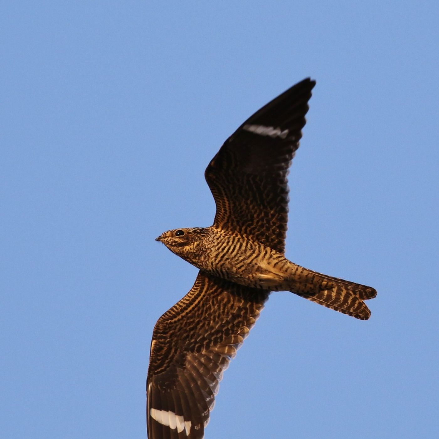 Common Nighthawks at the Ballgame