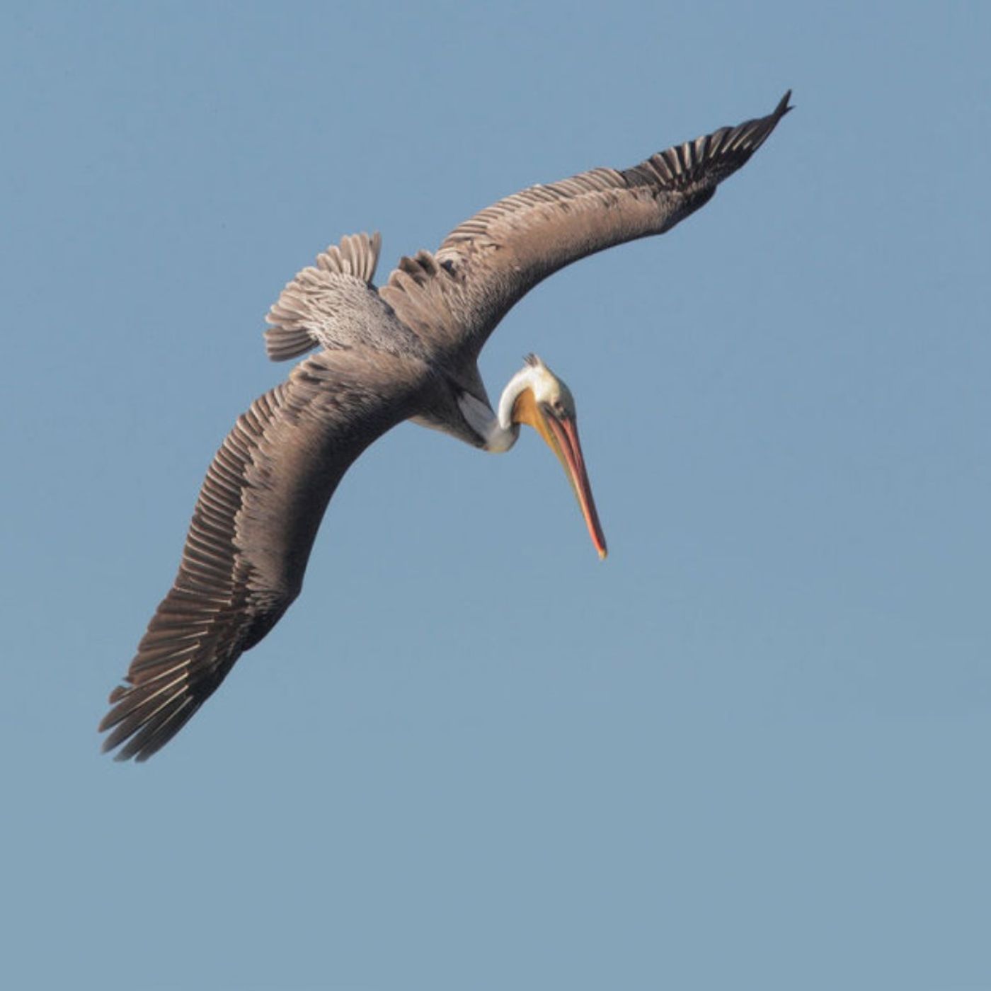 How Brown Pelicans Dive
