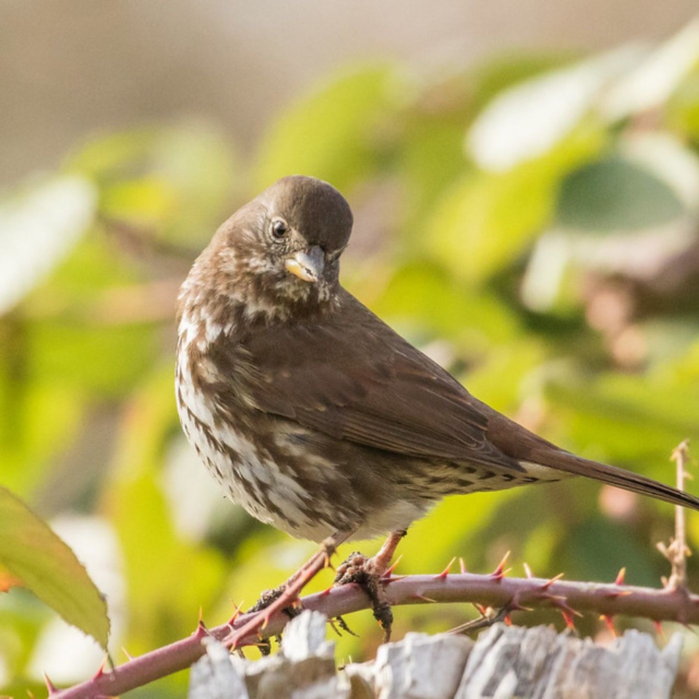Creating an Inviting Habitat