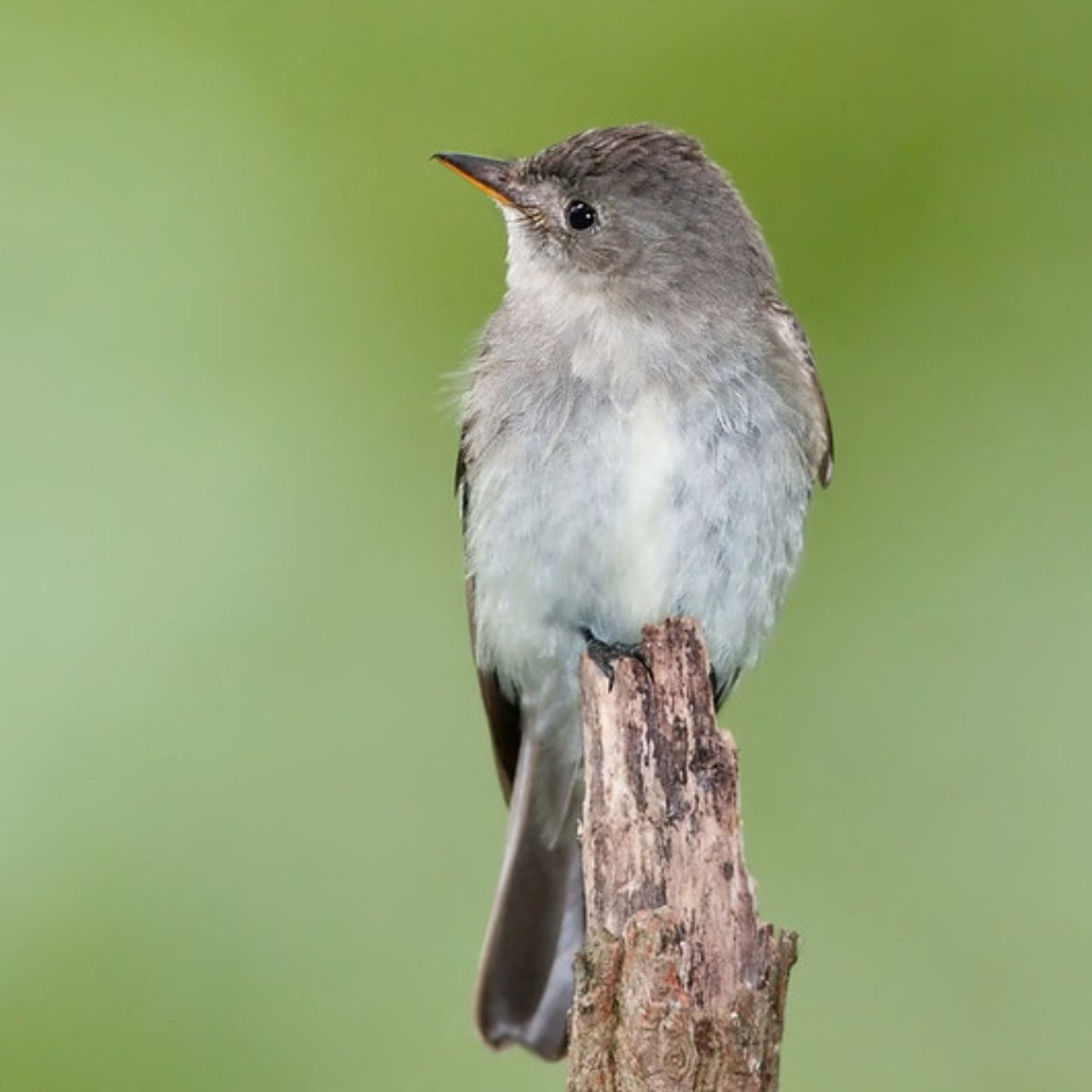 Letter to an Eastern Wood-Pewee