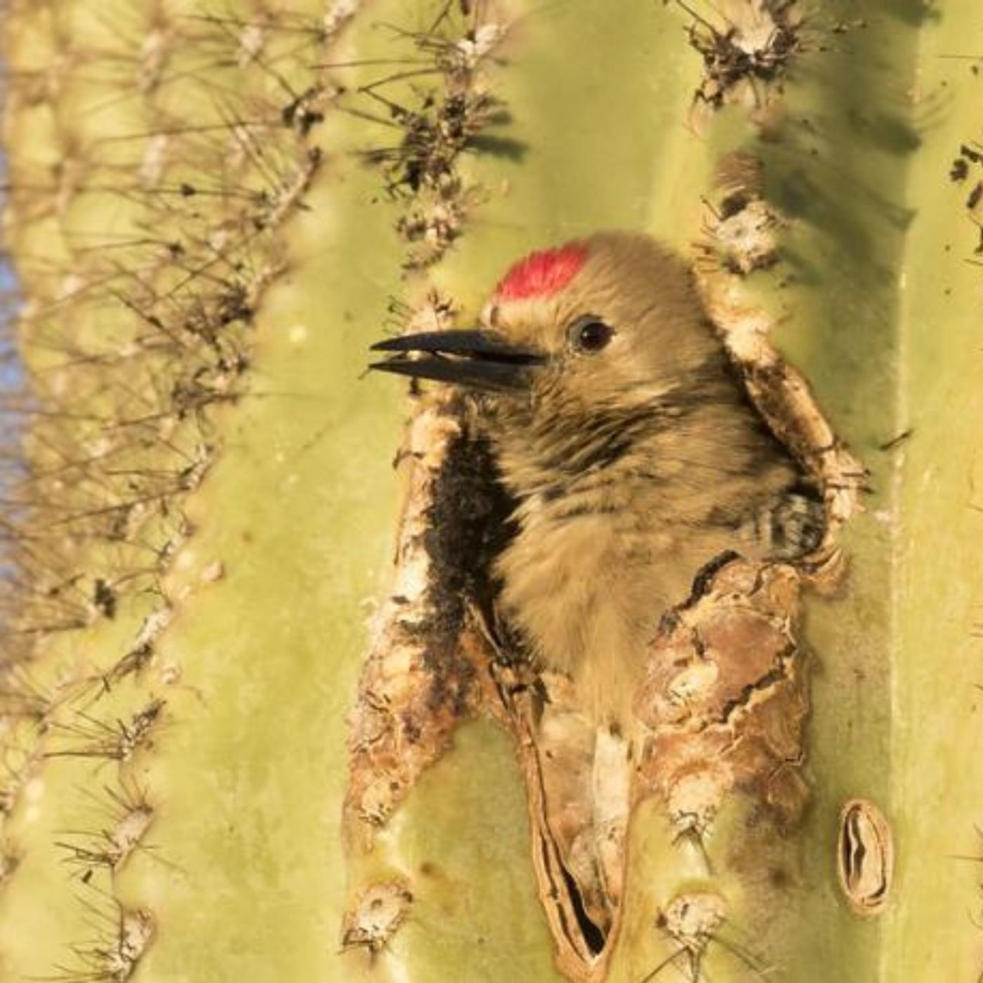 Making a Home Among the Saguaros