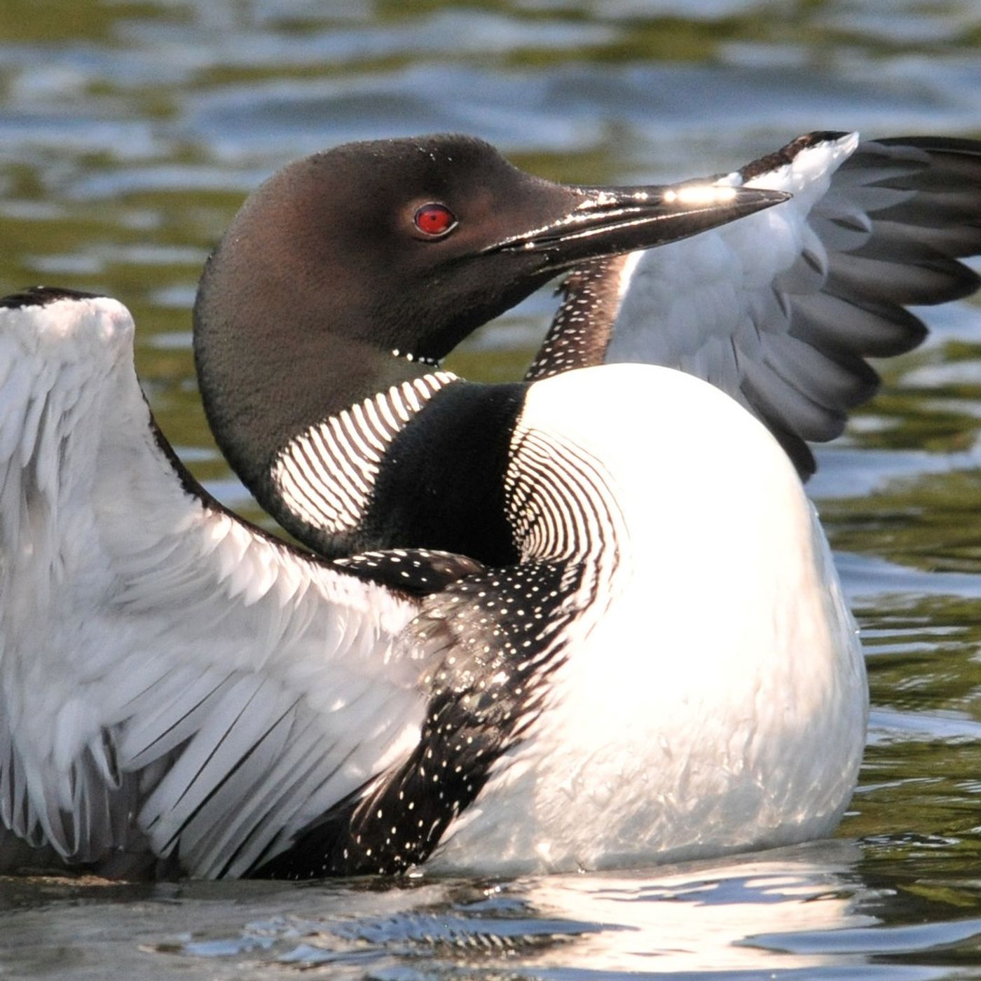 Welcoming Back Common Loons