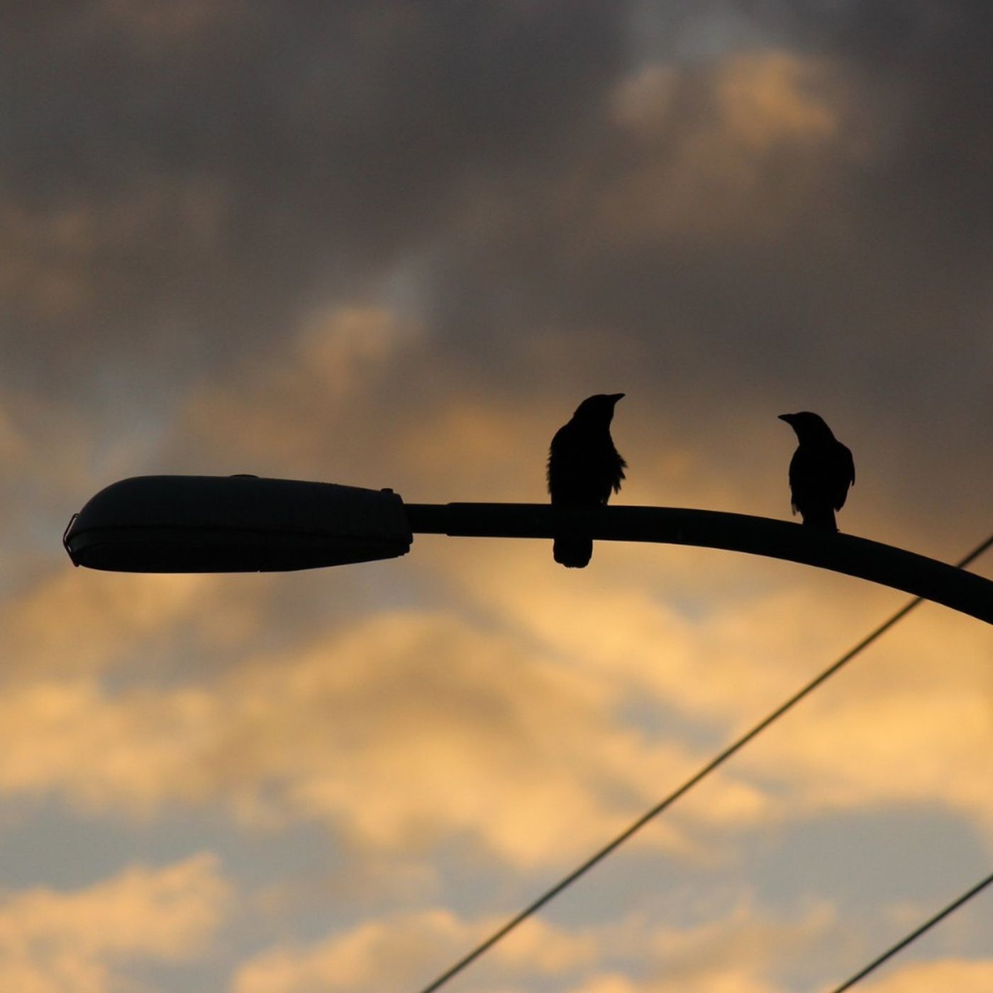 Spark Bird: Birding from the Bus