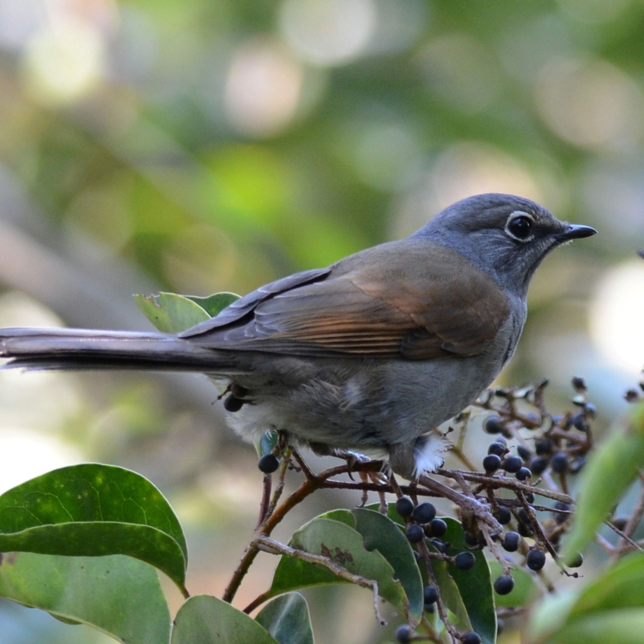 Song of the Mountains: The Brown-backed Solitaire