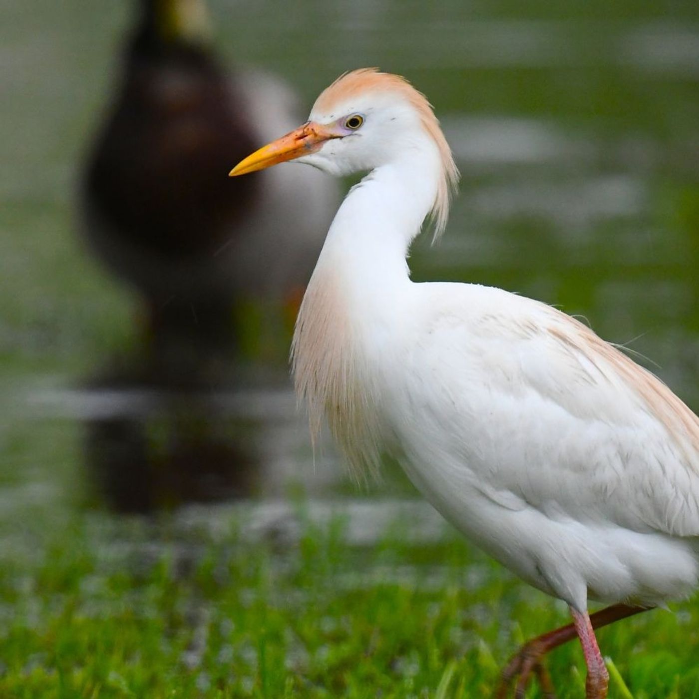 Christian Cooper, Cattle Egrets, and Cinema episode artwork