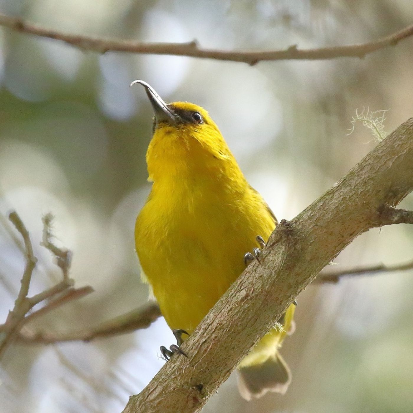The Endangered 'Akiapōlā'au The Endangered 'Akiapōlā'au
