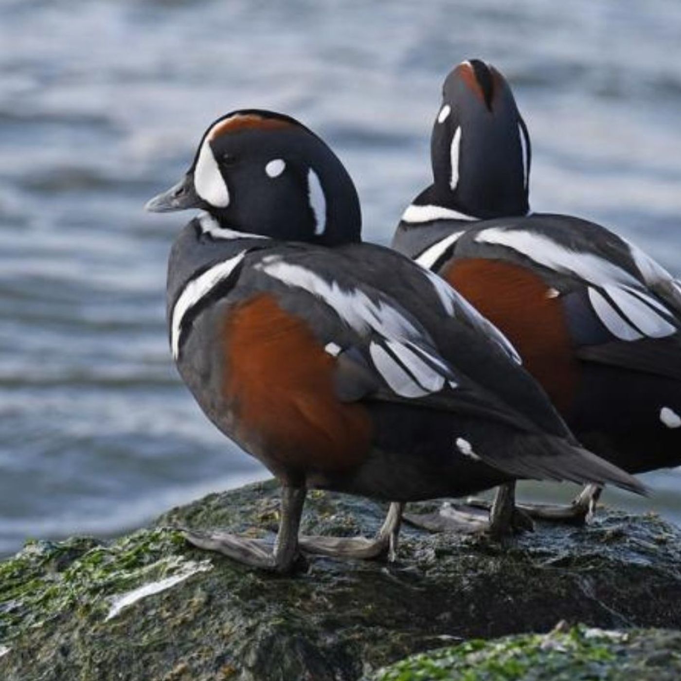 The Hardy Harlequin
