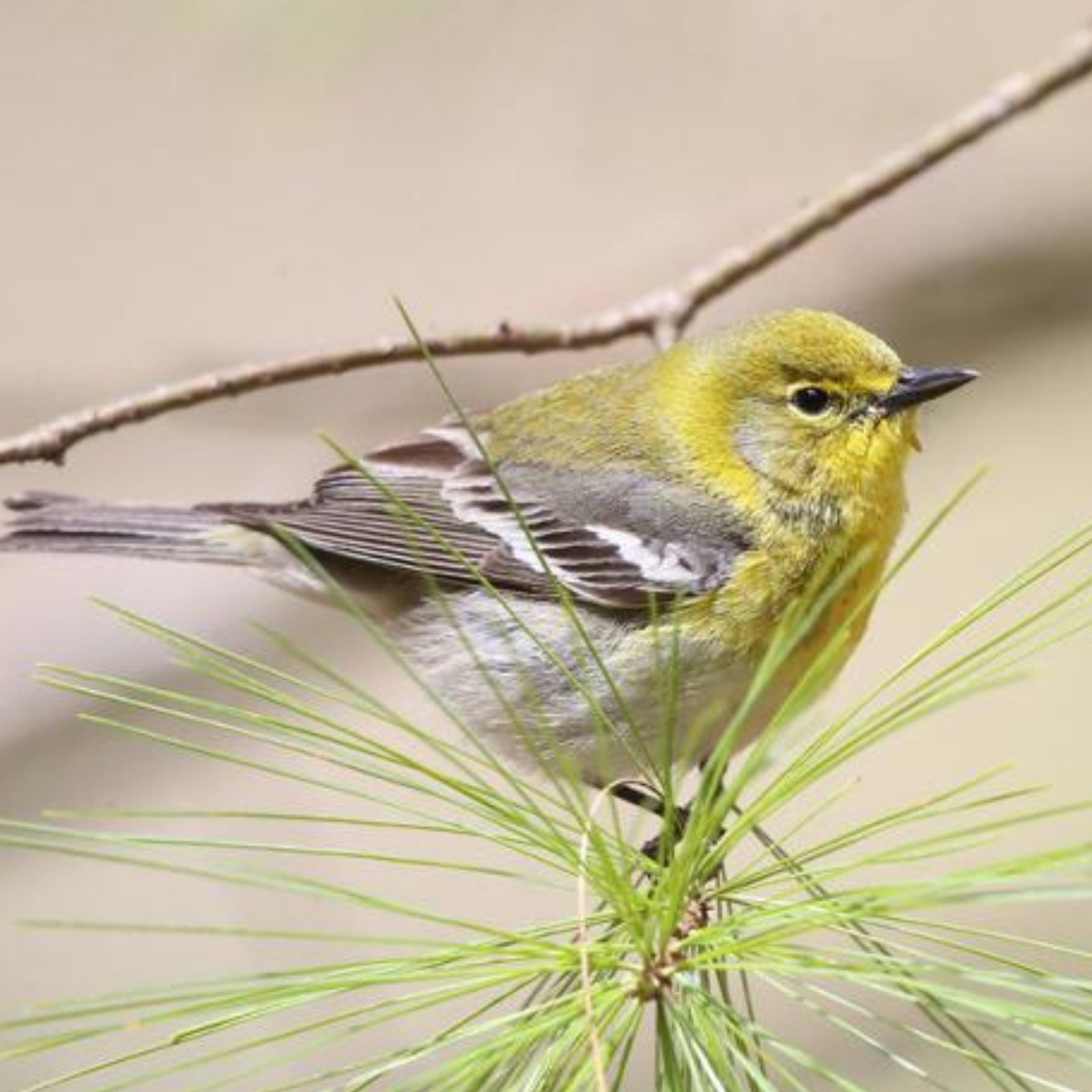 The Warbler That Loves Pines