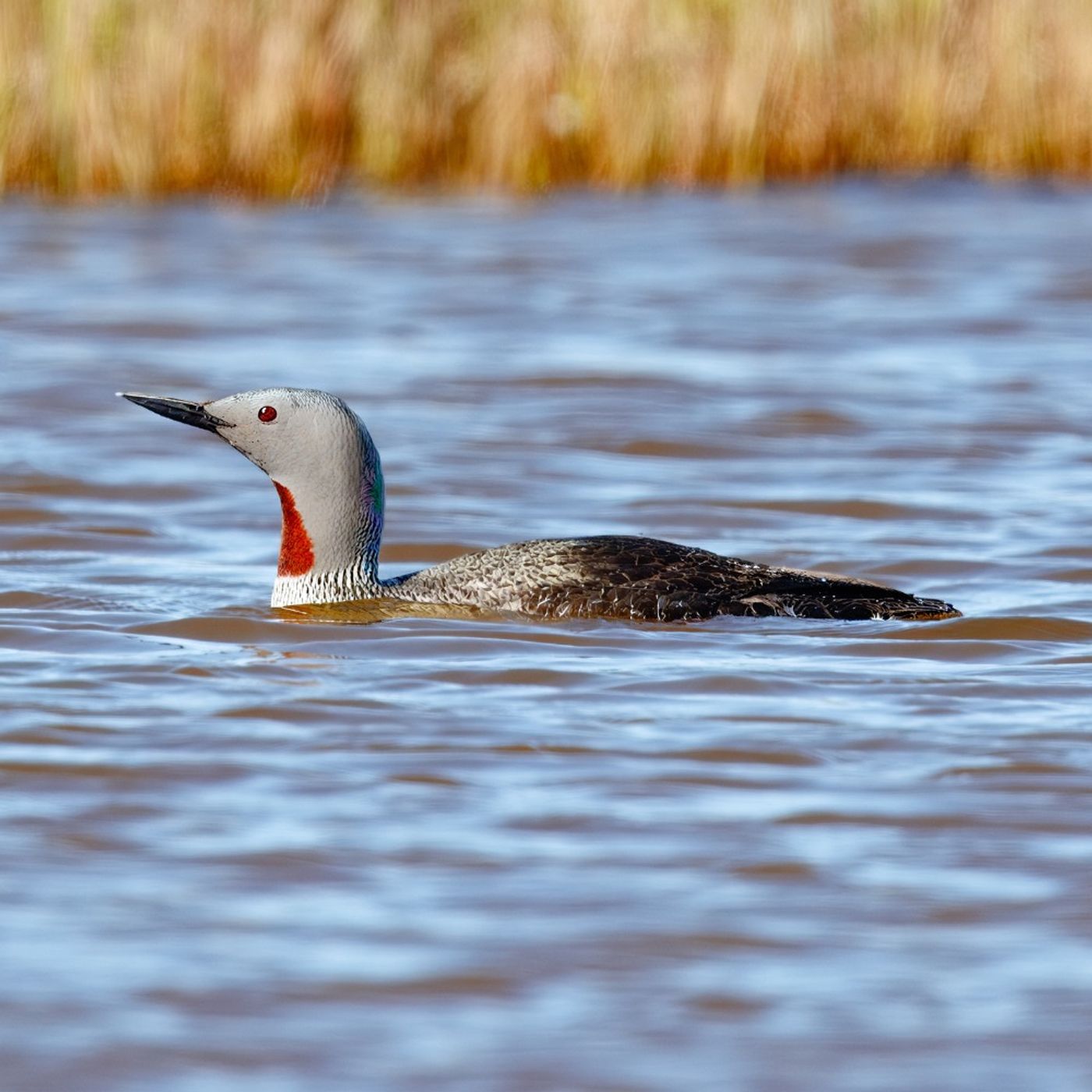 Family Time with Red-throated Loons
