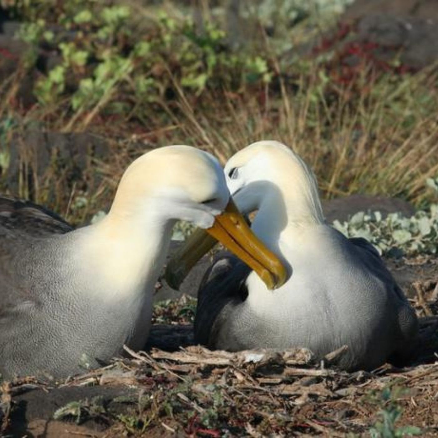 The Power of Albatross Partnerships