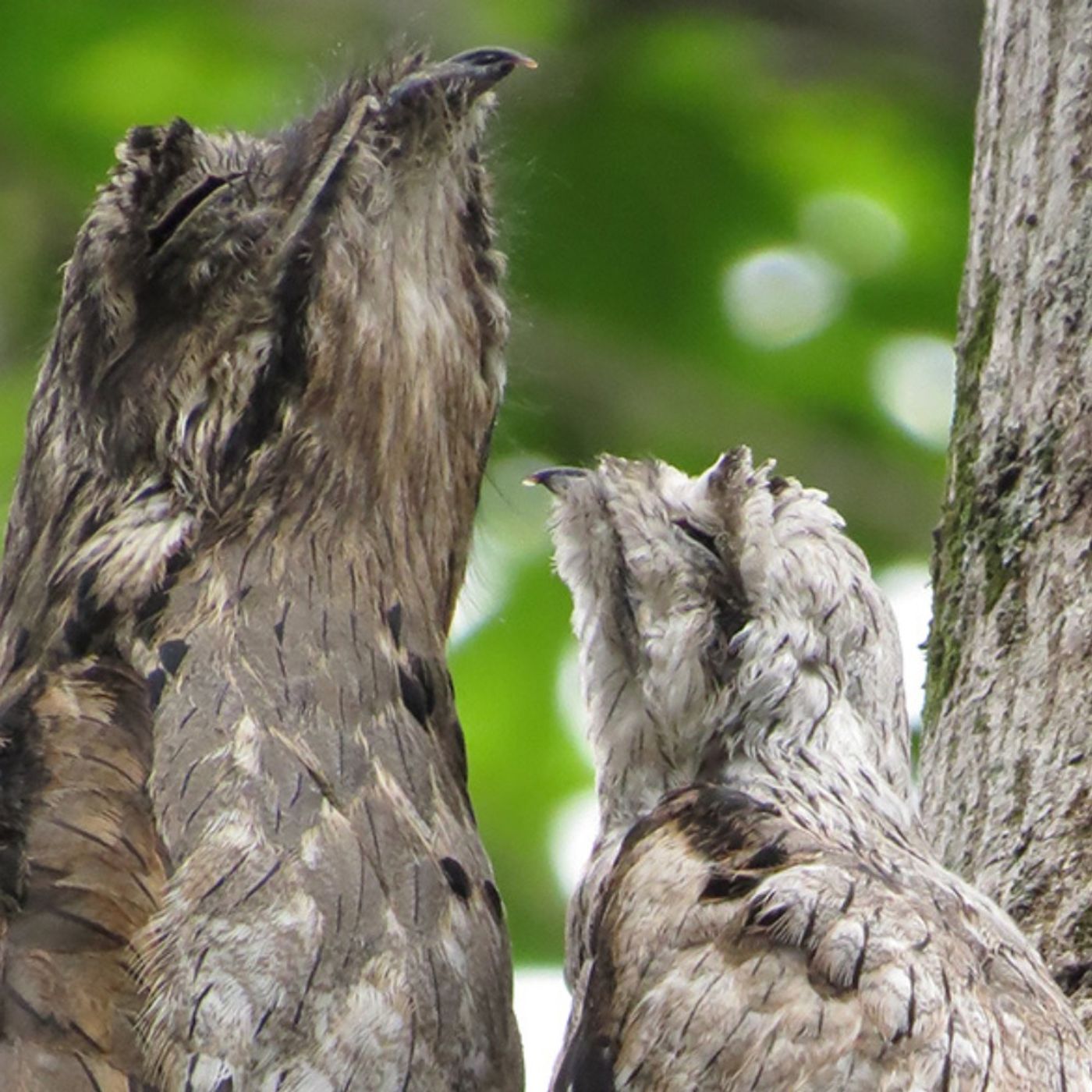 Common Potoo: Branch or Bird?