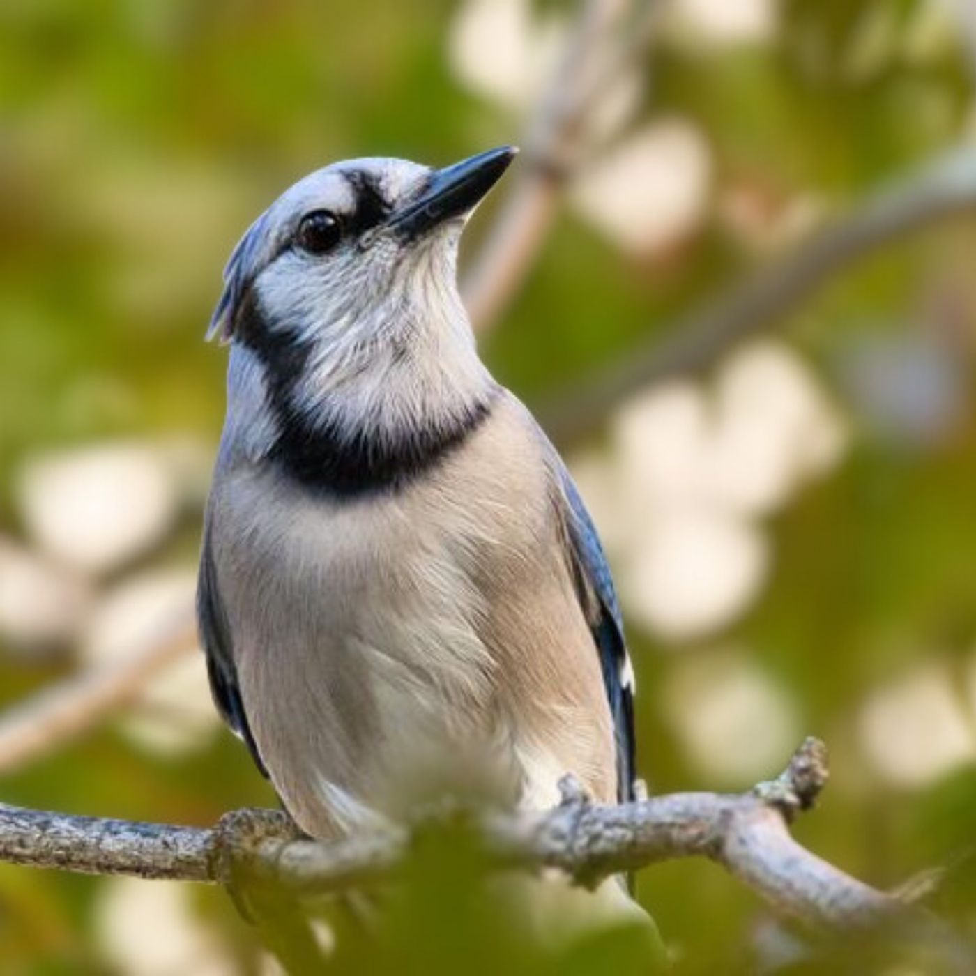 BirdNoir: That Raptor’s an Impostor!