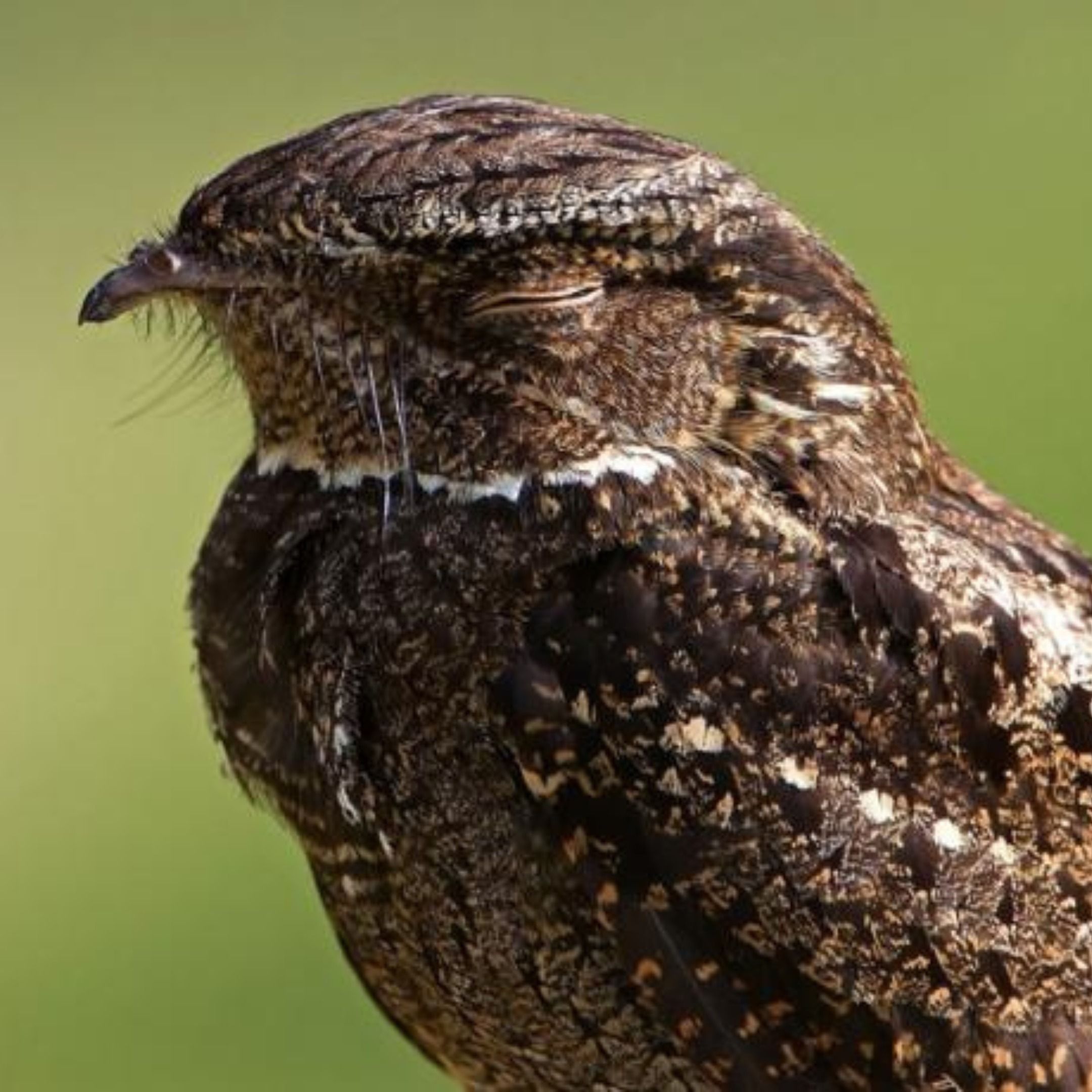 Night Voices – Nightjars
