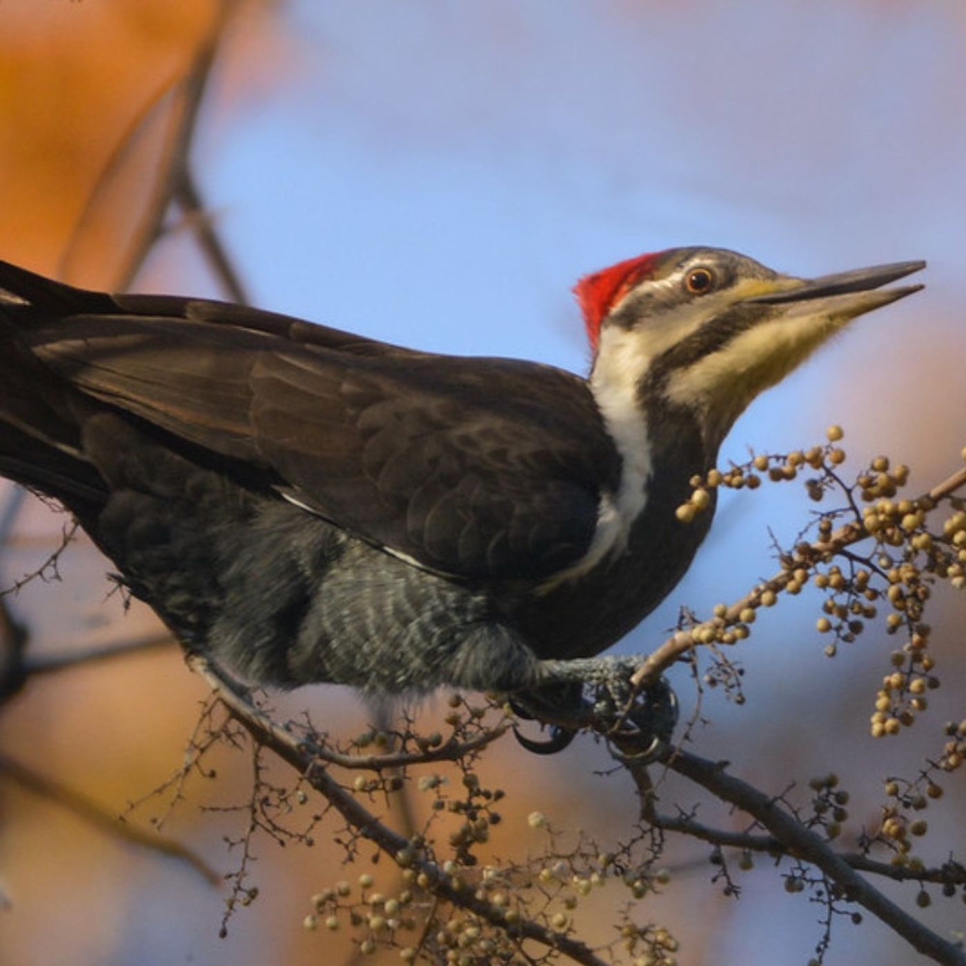 Birds Can Eat Toxic Berries