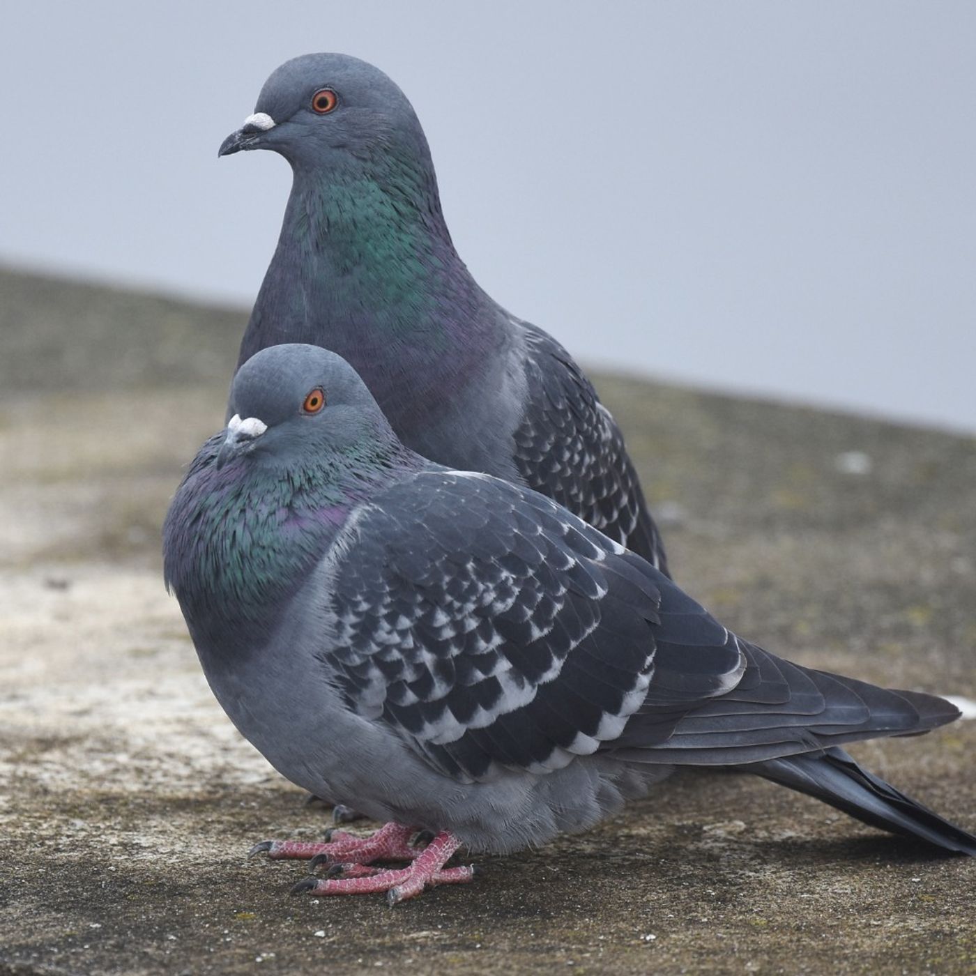 Bird Books with BirdNote