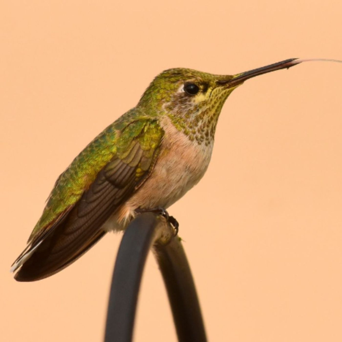 The Surprising Secret of Hummingbird Tongues