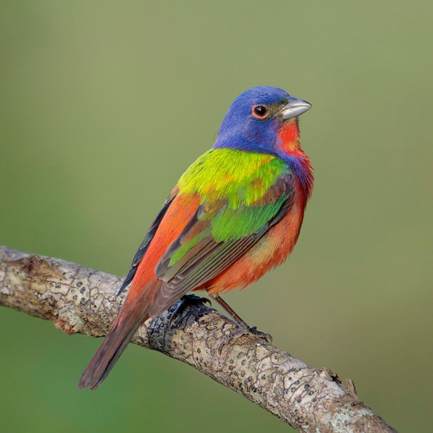 Spark Bird: Murry Burgess and the Painted Bunting
