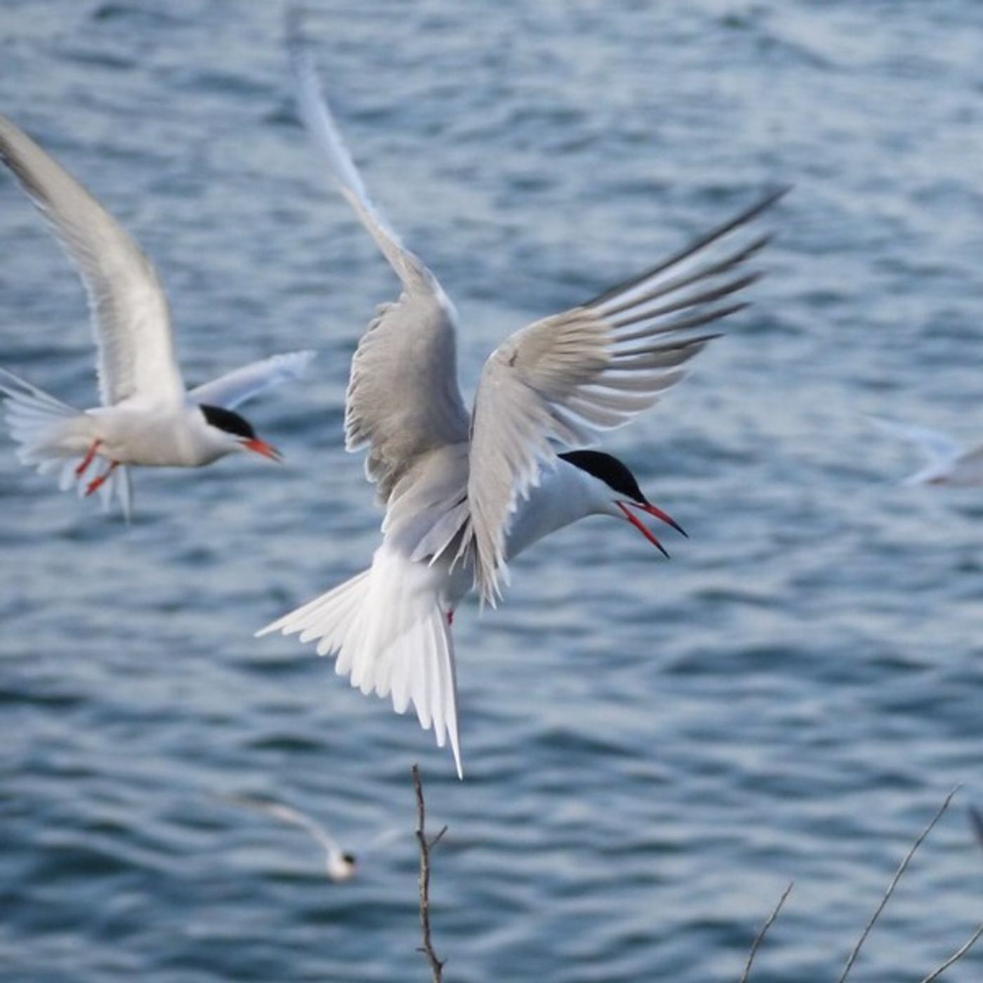 Dreading the Terns
