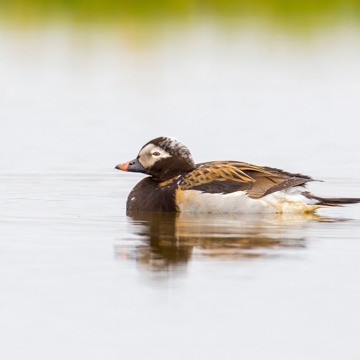 Arctic Dispatch: Long-tailed Ducks at Teshekpuk Lake