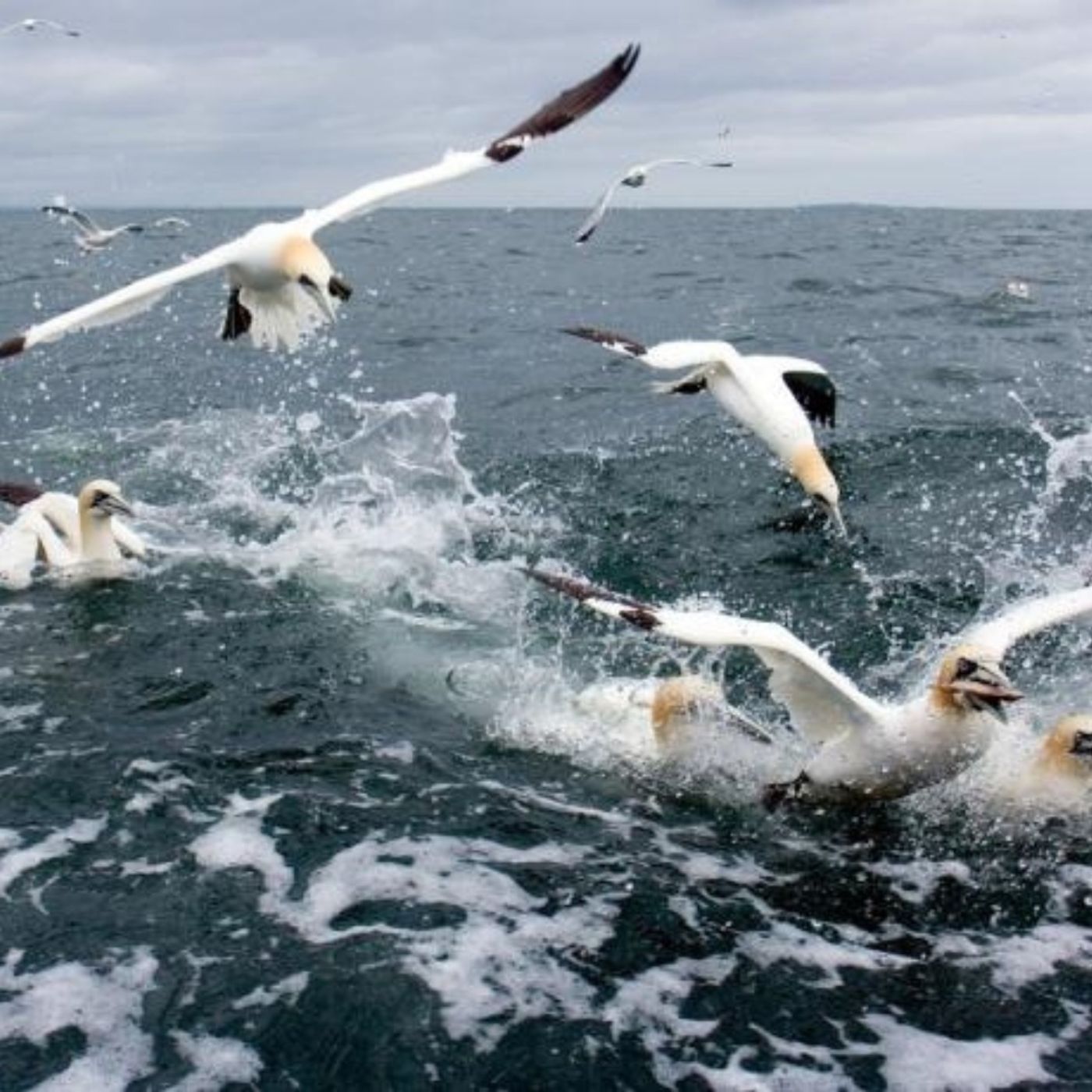 Gannets and Dolphins