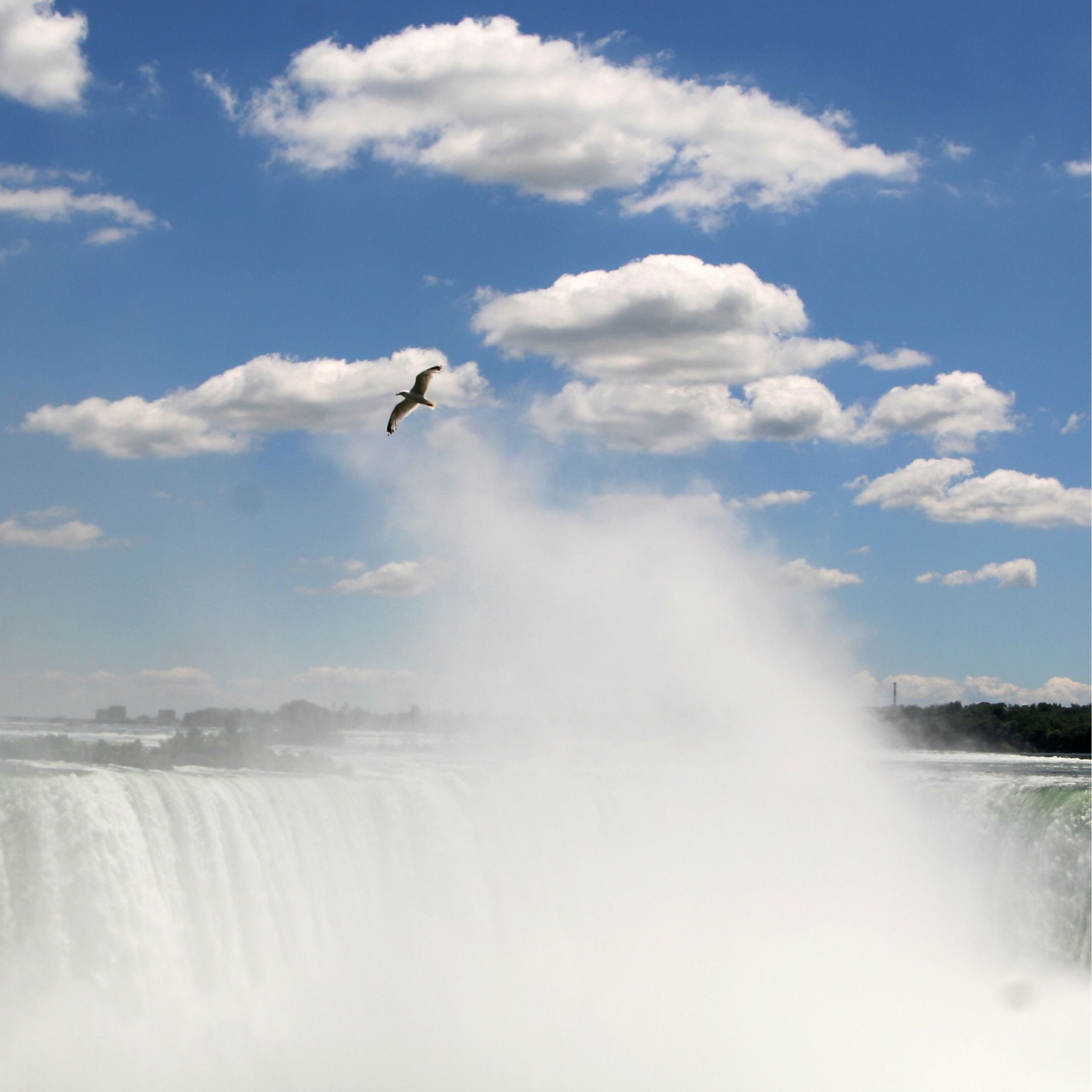 What the Niagara River Means to Birds and People