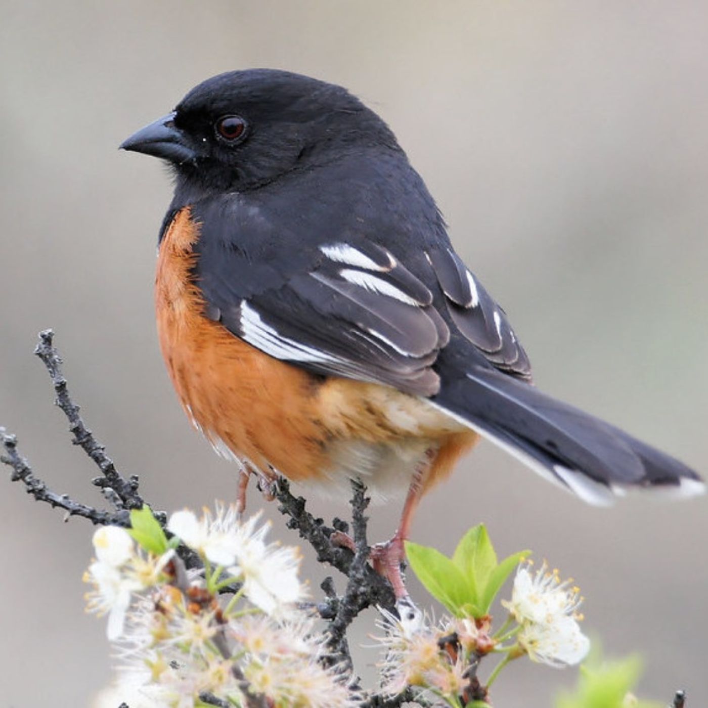 Towhees' Distractive Plumage Towhees' Distractive Plumage