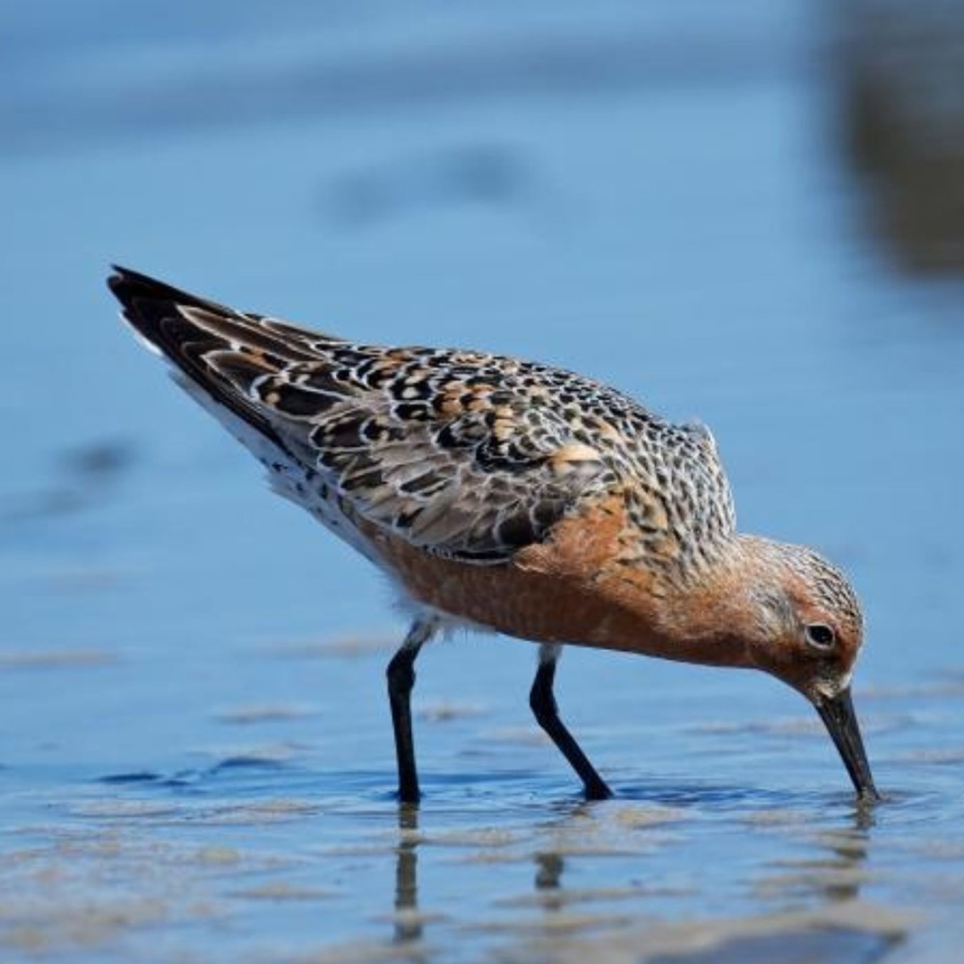 Probing with Sandpipers