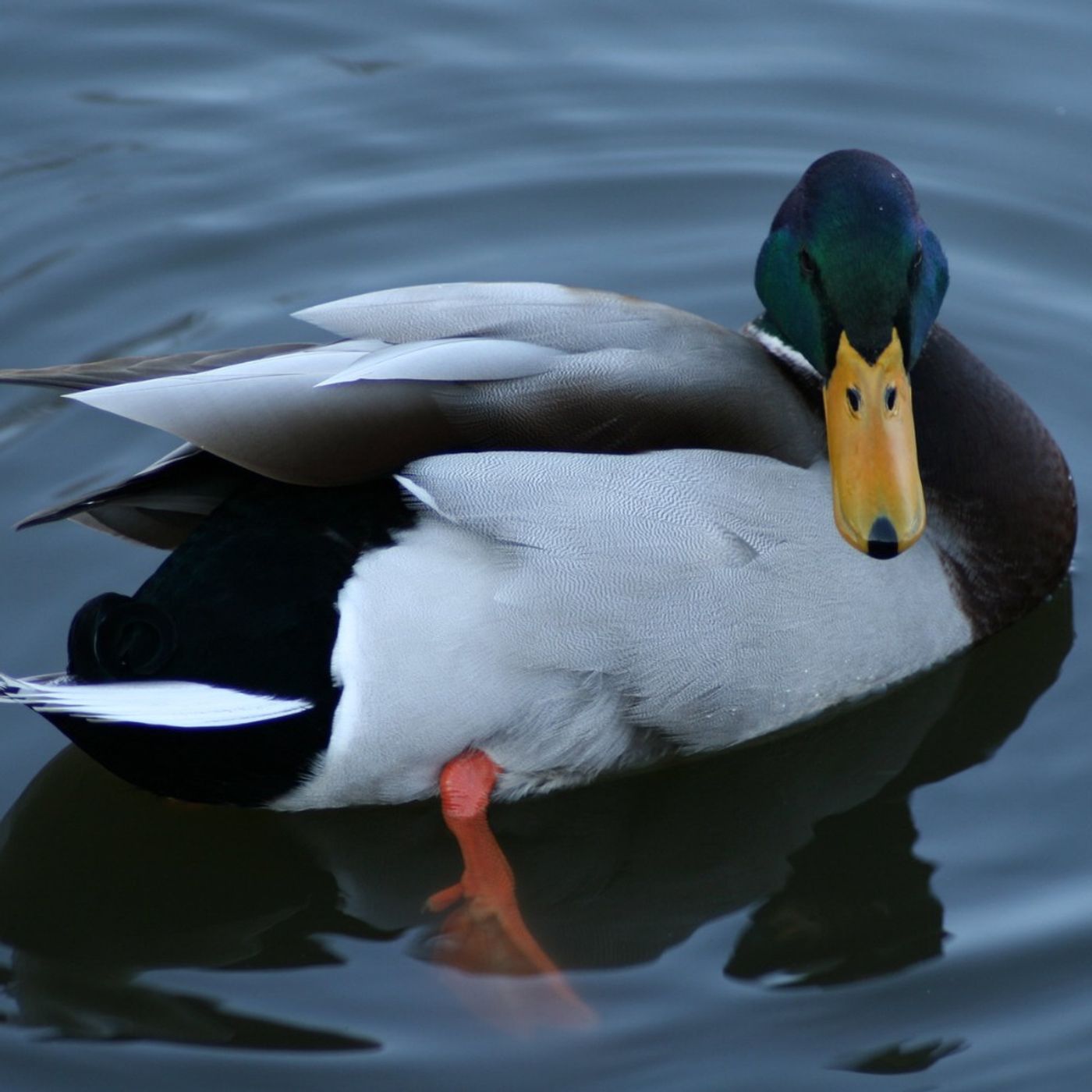 Waterfowl heritage with Kelsey Leonard