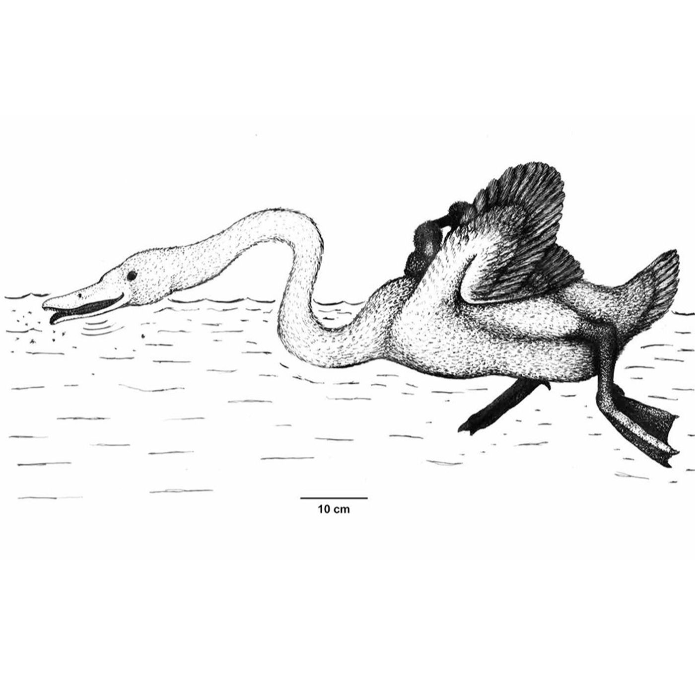 Annakacygna – The Ultimate Bird Annakacygna – The Ultimate Bird