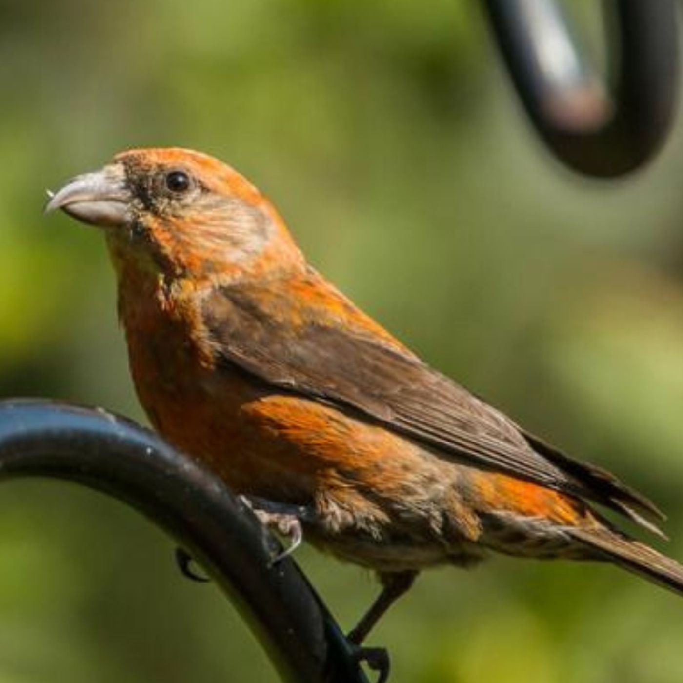 When Does a Crossbill's Bill Cross?