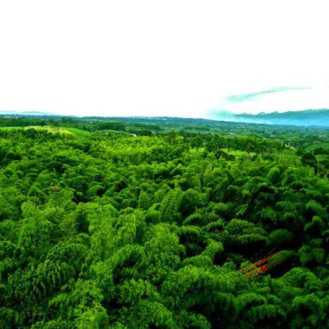 Building Nature Trails Accessible to Blind People