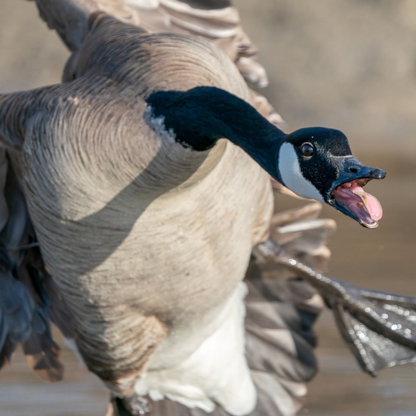 Hollywood Has Gone To The Birds