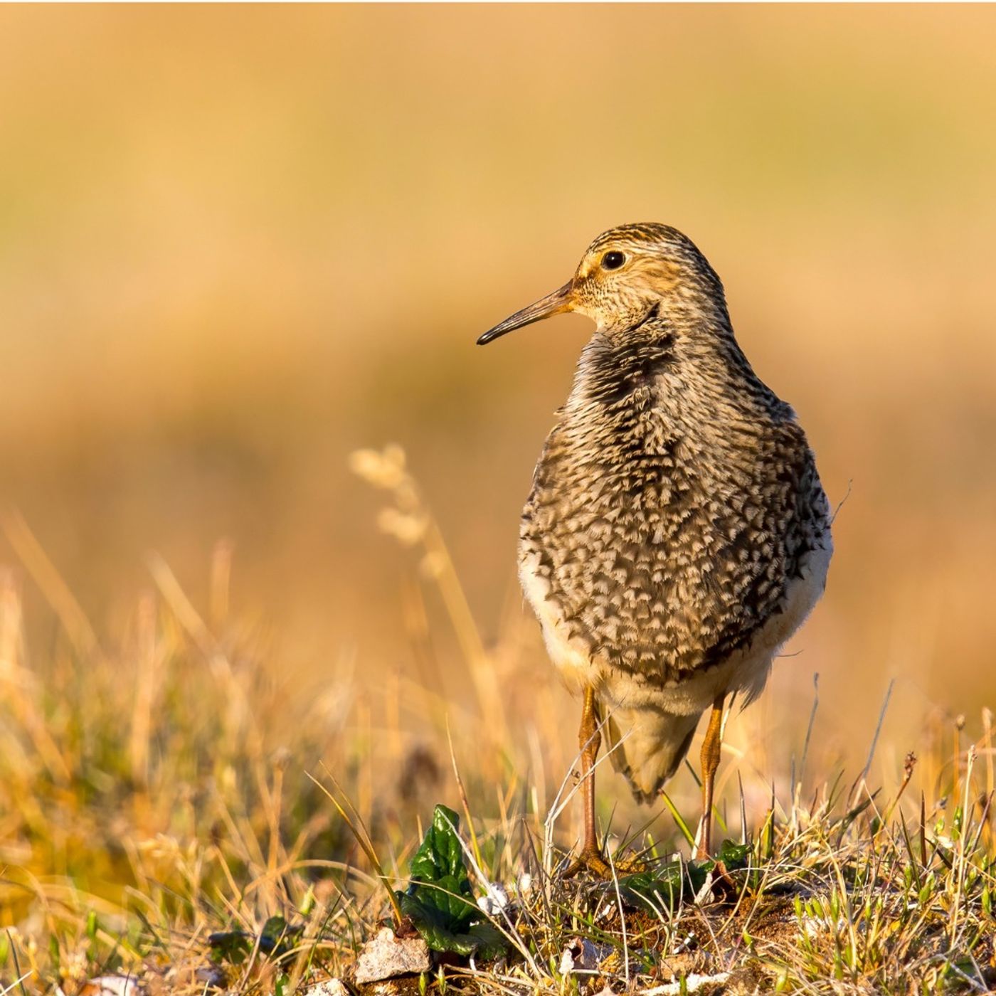 Arctic Dispatch: Sandpipers Sing at Teshekpuk Lake