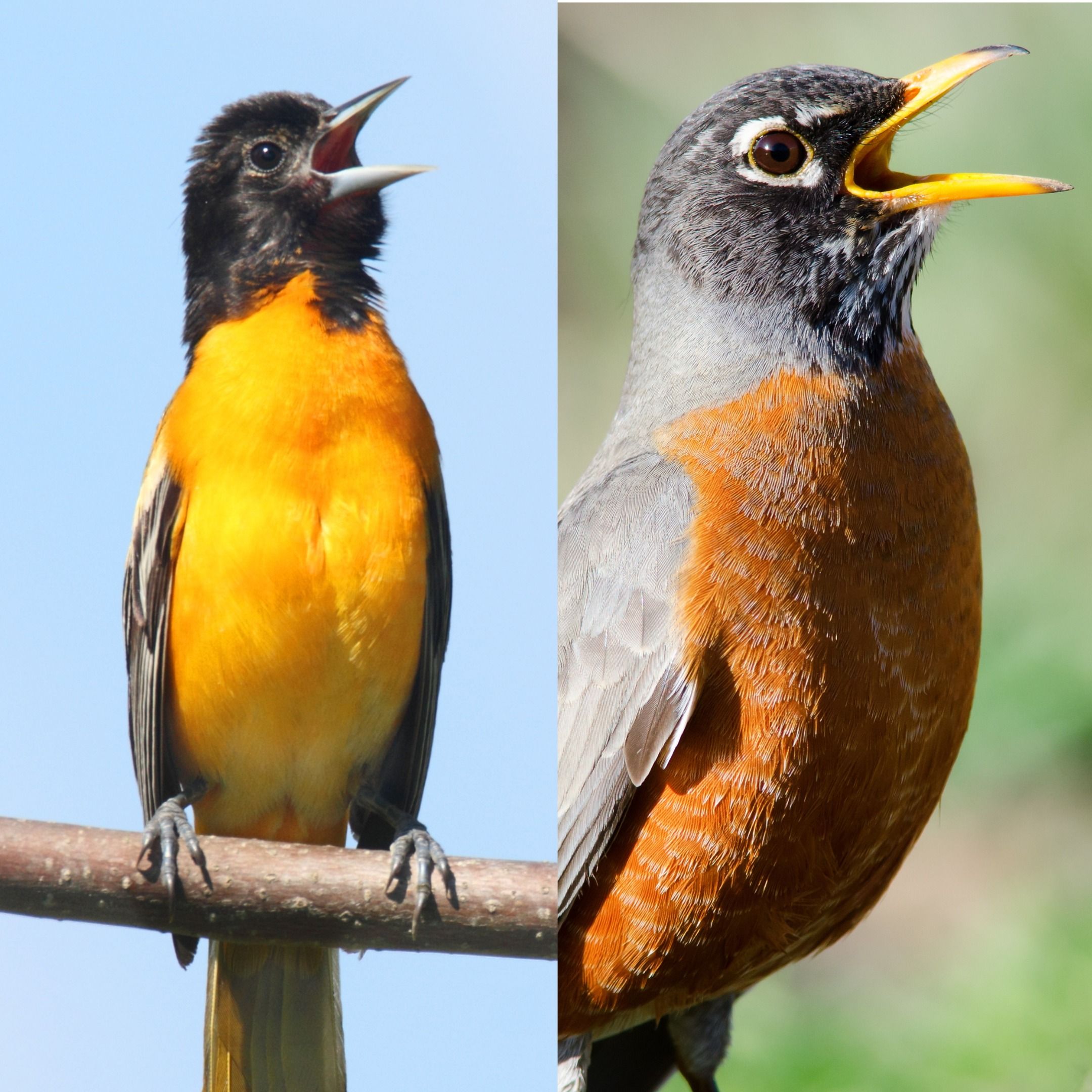 Telling Apart Two Cheery Bird Songs