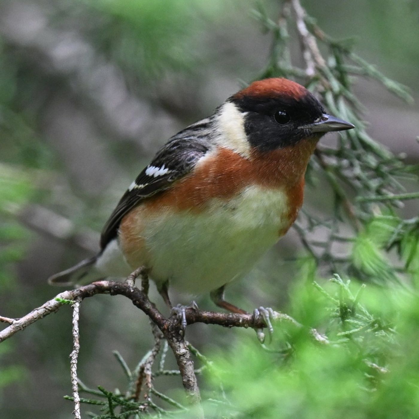Quirky Words for Brown Birds
