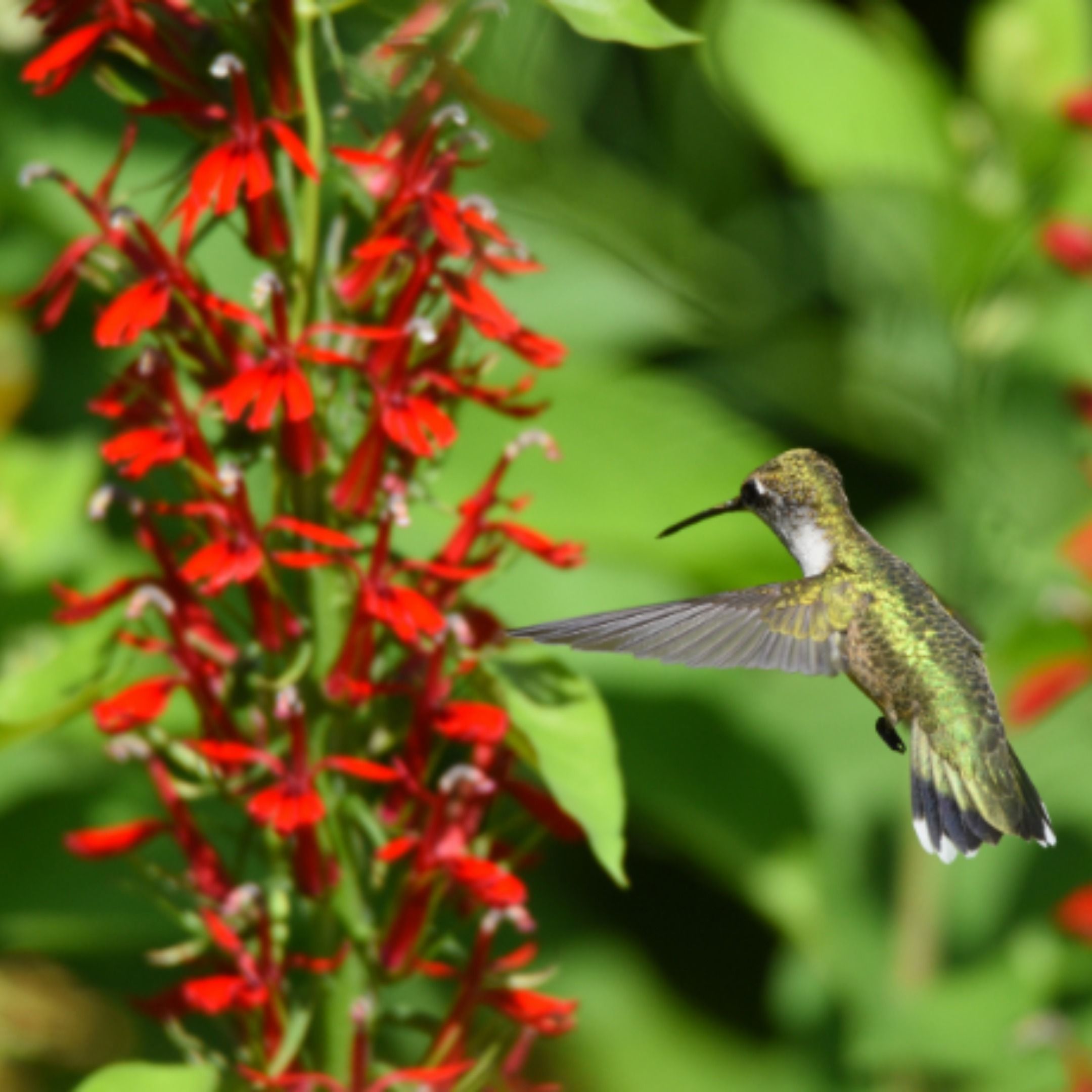 Create Bird Habitat at Home with Native Plants