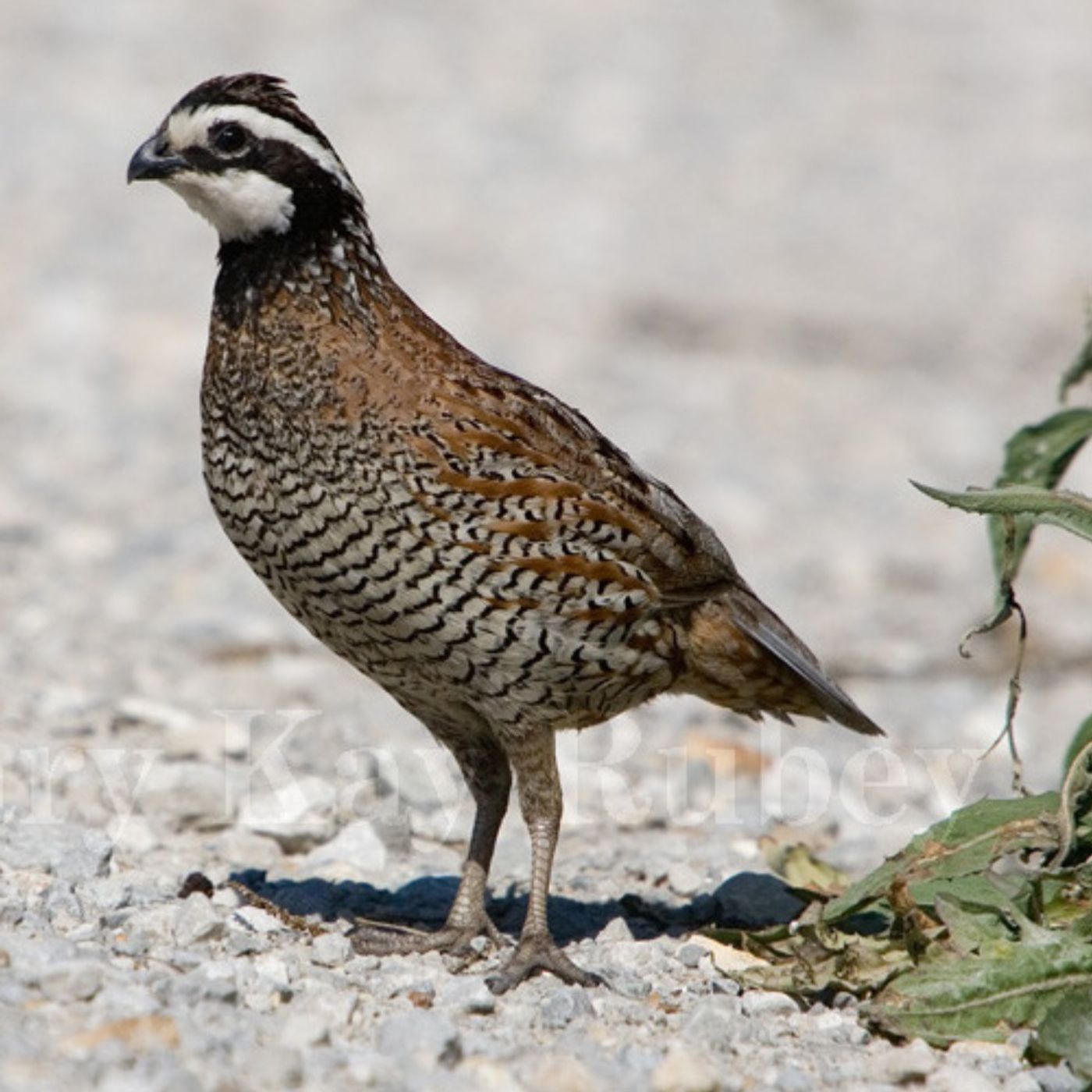 On the Trail of the Bobwhite