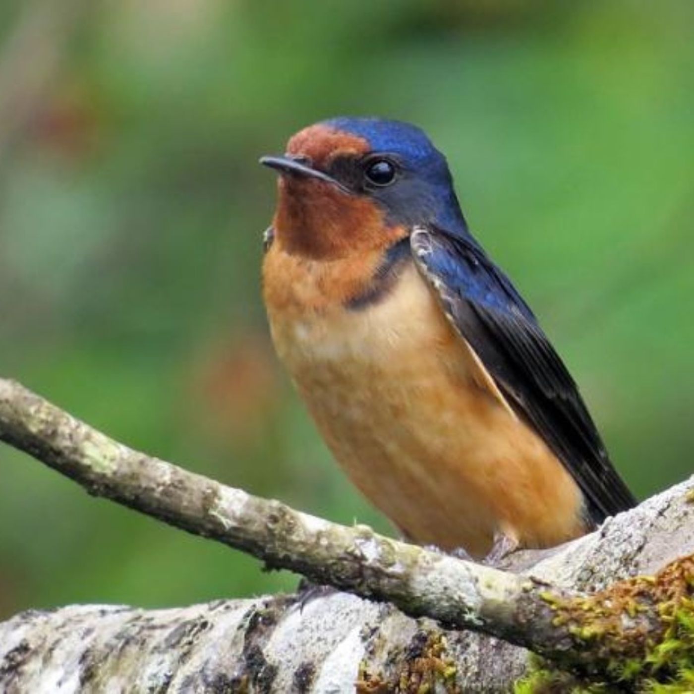 Rachel Carson’s Muse