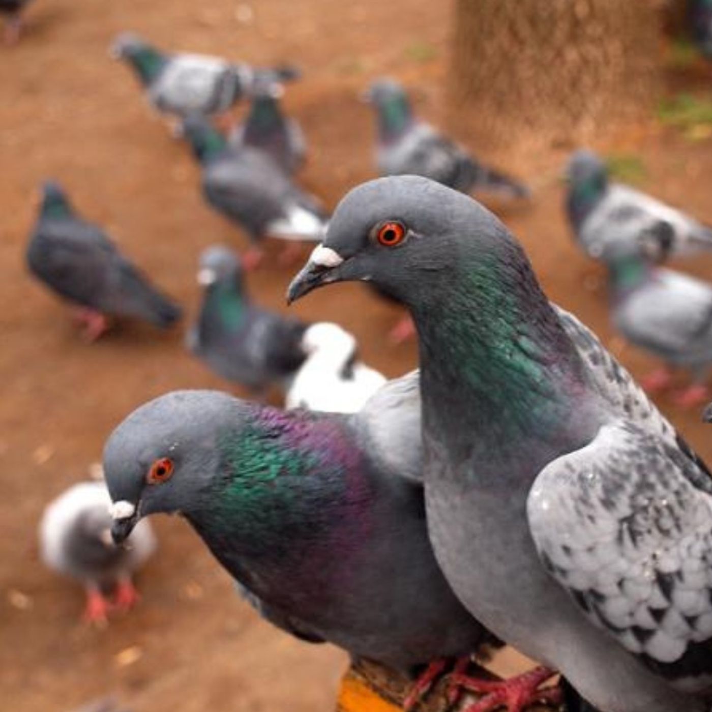 The Royal Pigeons