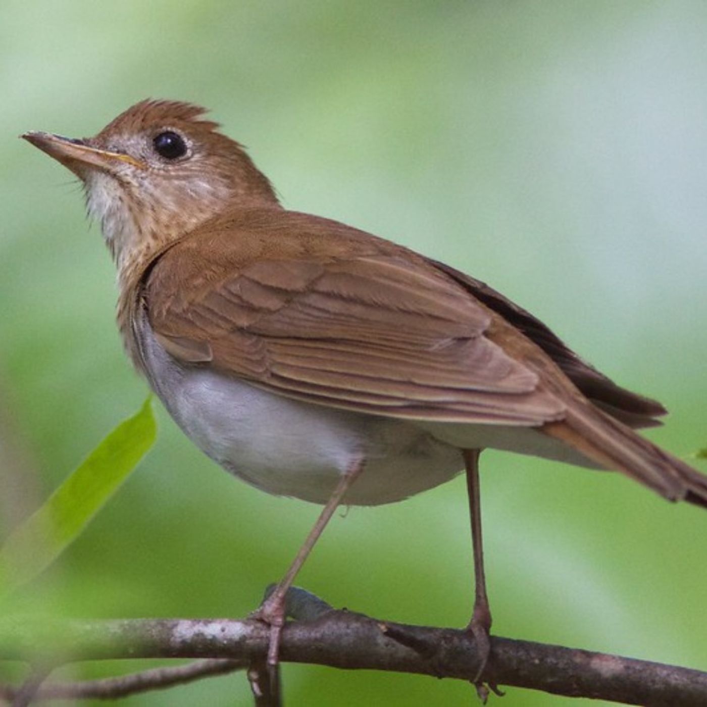 Voices and Vocabularies – Exquisite Thrush Songs
