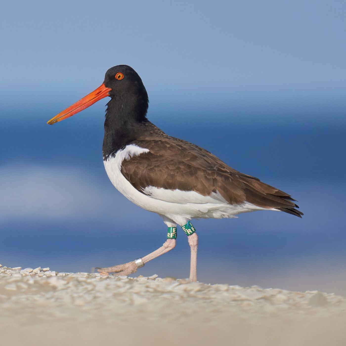 American Oystercatcher
