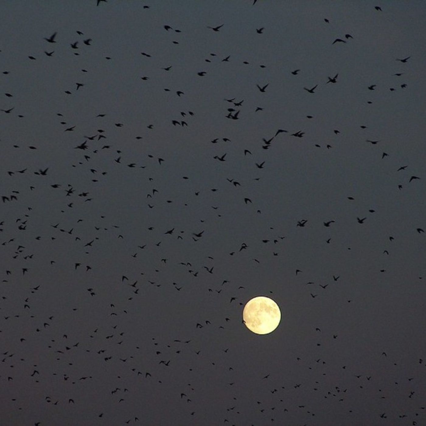 The Music of Birds Migrating in the Night