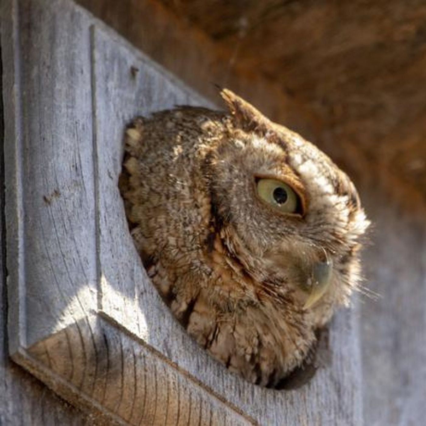 Nest Boxes For All Sorts Of Birds