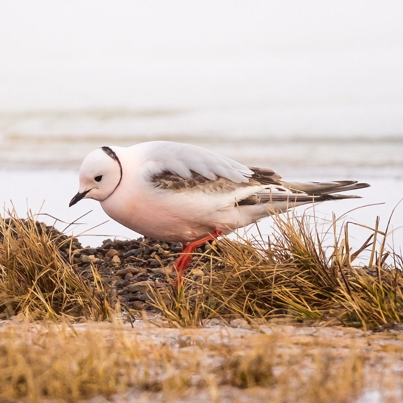 Ross’s Gull: An Arctic Wonder