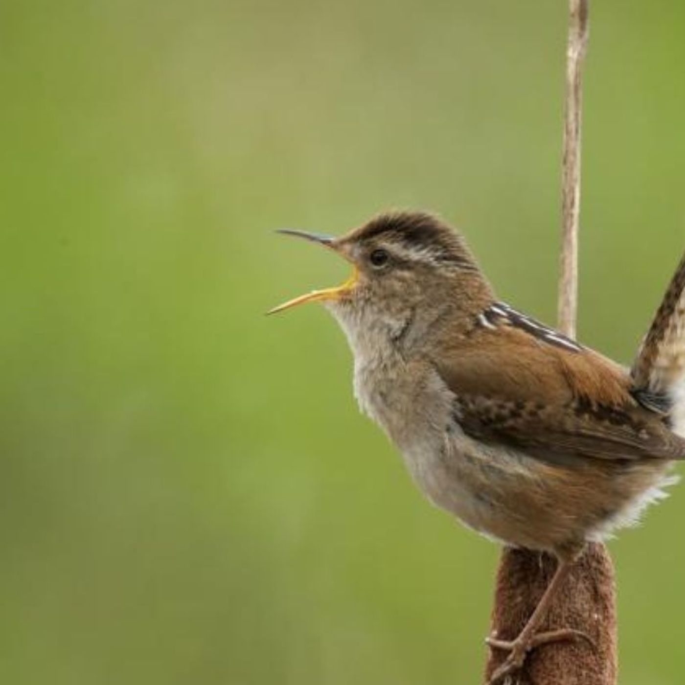 The Marsh Wren episode artwork