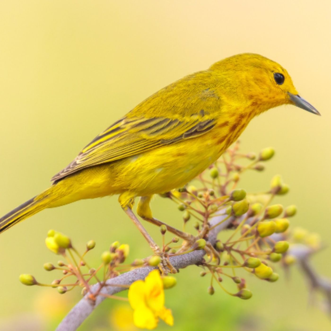 Helping BirdNote Continue Its Journey