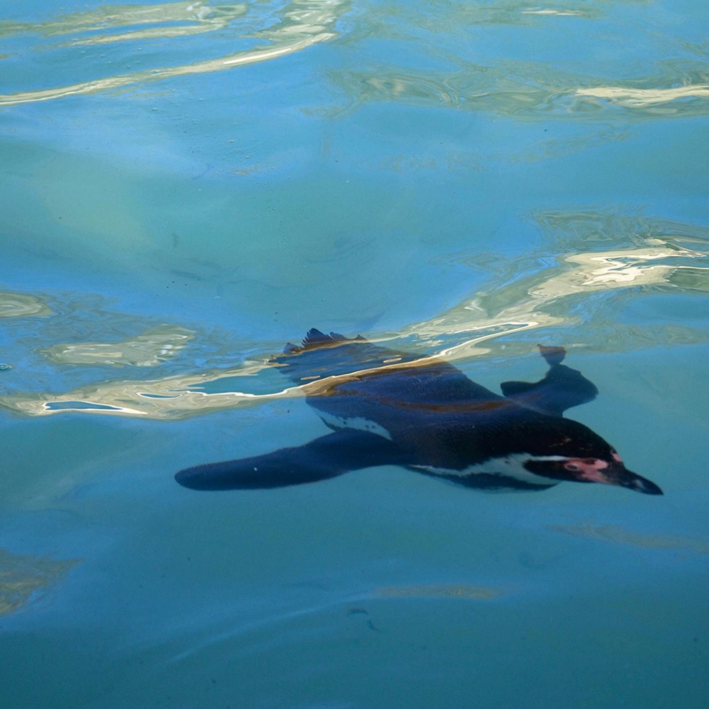 Why Are There Flightless Birds?