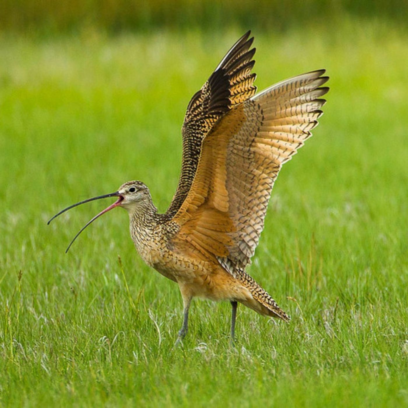 Long-billed Curlews Whistle from the Sky