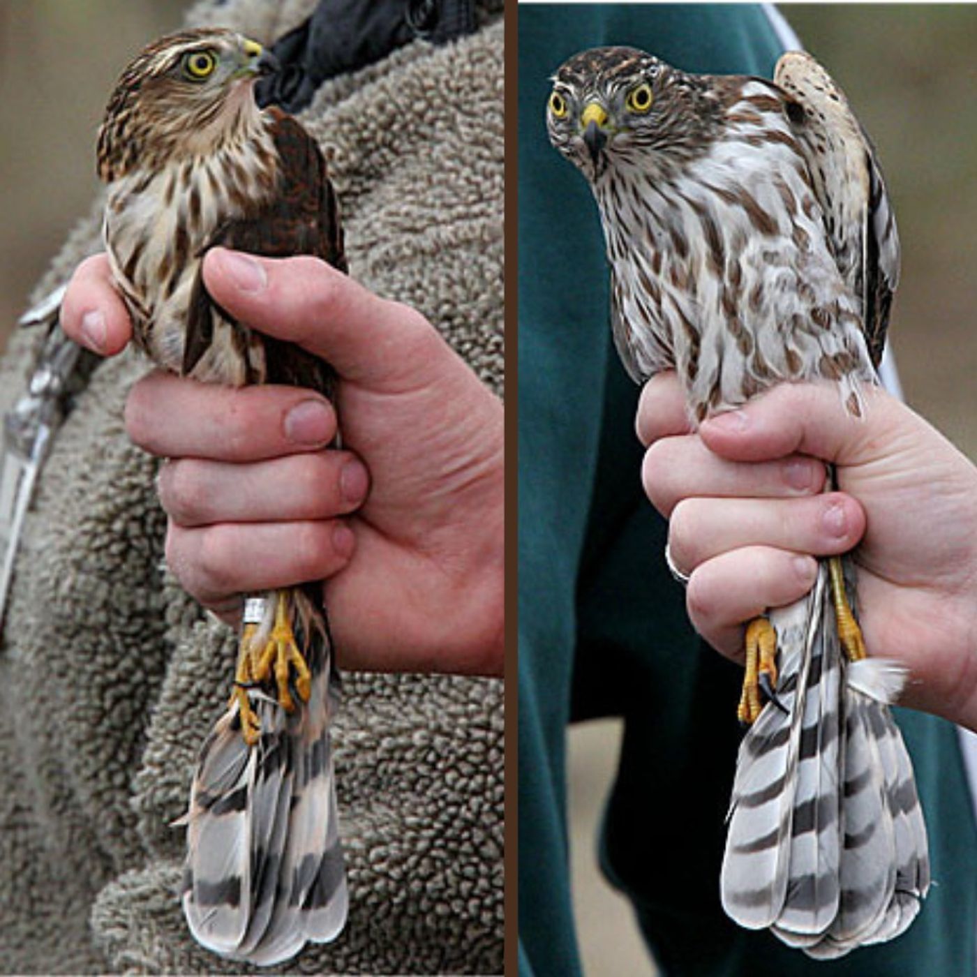 Sizing Up Sharp-shinned Hawks